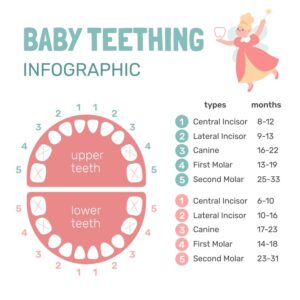 Baby Teeth Infographic